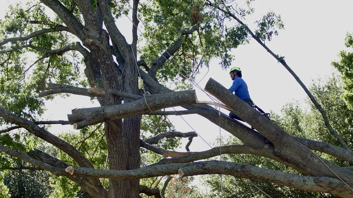 Professional Hazardous Tree Removal performed by certified arborists in Mc Clave