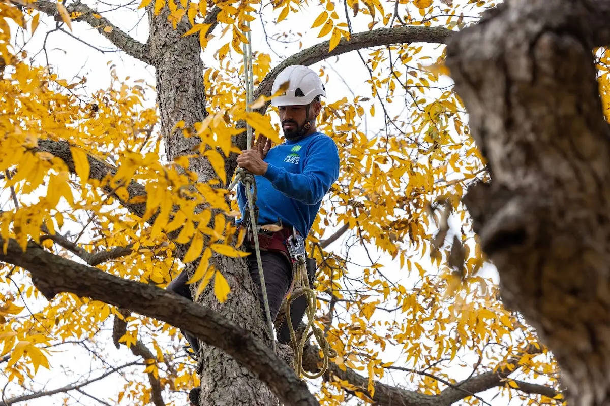 Skilled Tree Trimming crew working in Mc Clave